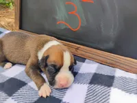 6/21 m3, a male Boxer for sale in Sorrento, FL – 3 of 6