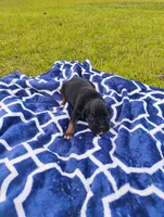 6/21 f3, a male Boxer for sale in Sorrento, FL – 7 of 8