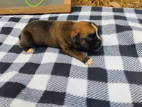 6/21 f5, a female Boxer for sale in Sorrento, FL – 6 of 6