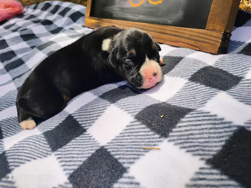 6/21 f2 – Boxer puppy for sale in Sorrento, FL