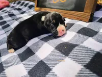 6/21 f2, a female Boxer for sale in Sorrento, FL – 1 of 6