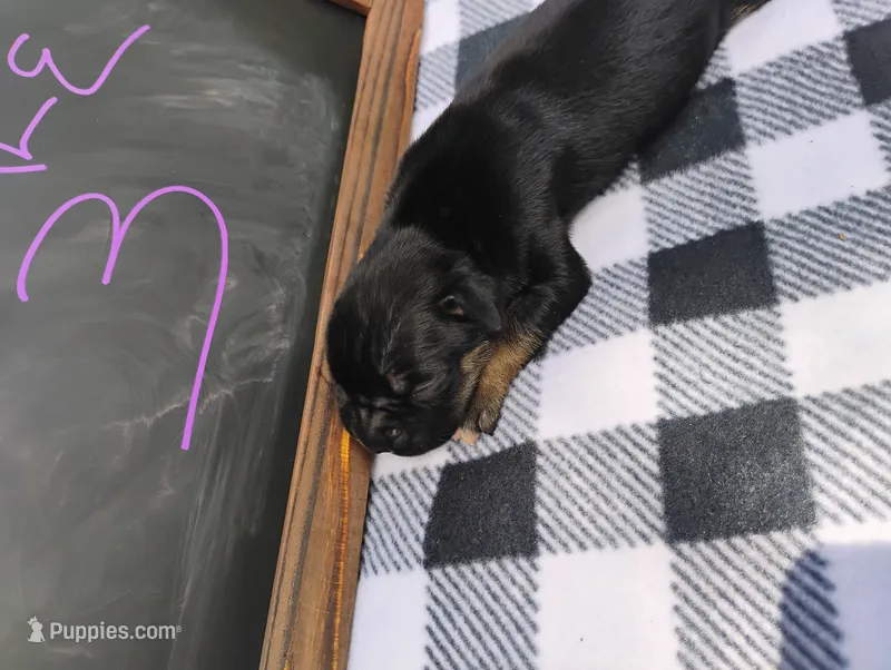 6/21 f3 – Boxer puppy for sale in Sorrento, FL