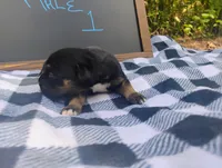 6/21 m1, a male Boxer for sale in Sorrento, FL – 6 of 6