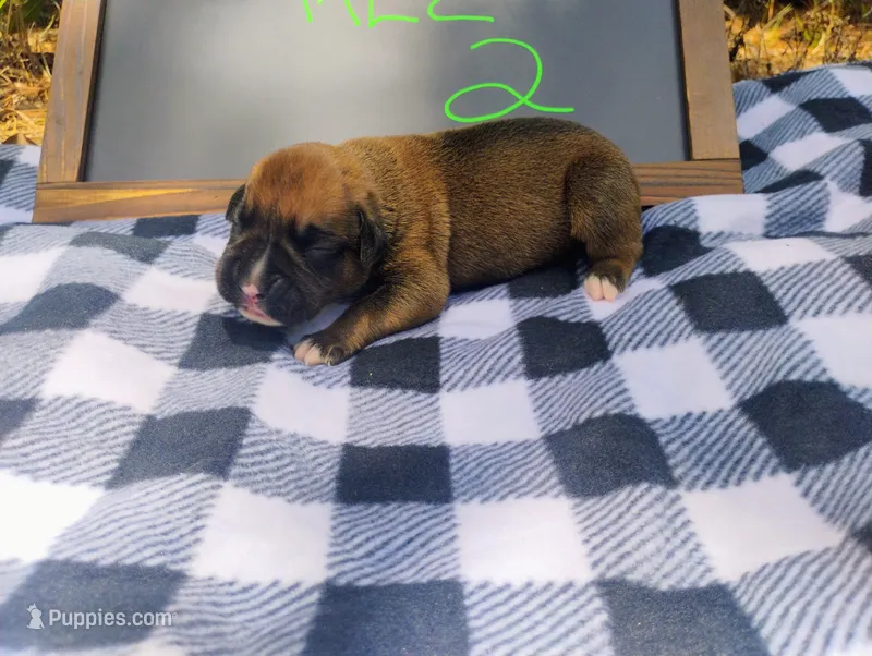6/21 m2, a male Boxer for sale in Sorrento, FL – 1 of 7