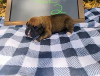 6/21 m2, a male Boxer for sale in Sorrento, FL – 1 of 7