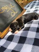 6/21 f2, a female Boxer for sale in Sorrento, FL – 4 of 6