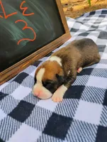 6/21 m3, a male Boxer for sale in Sorrento, FL – 5 of 6
