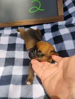 6/21 m2, a male Boxer for sale in Sorrento, FL – 2 of 7