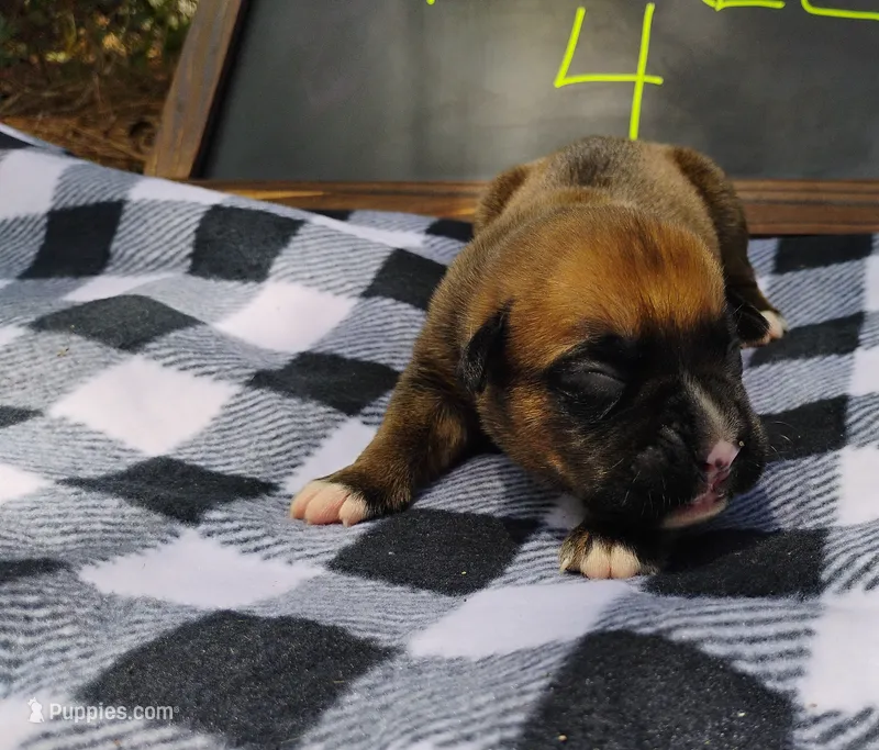 6/21 f4 – Boxer puppy for sale in Sorrento, FL