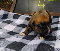 6/21 f4, a female Boxer for sale in Sorrento, FL – 1 of 6