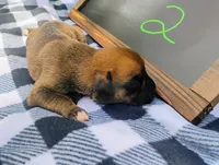 6/21 m2, a male Boxer for sale in Sorrento, FL – 4 of 7