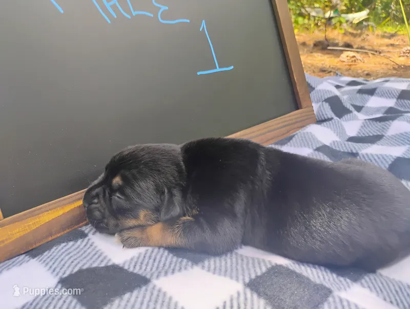 6/21 m1, a male Boxer for sale in Sorrento, FL – 1 of 6