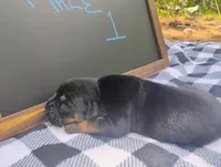 6/21 m1, a male Boxer for sale in Sorrento, FL – 1 of 6