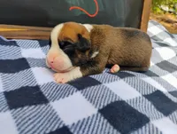 6/21 m3, a male Boxer for sale in Sorrento, FL – 4 of 6