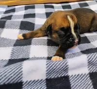 6/21 f5, a female Boxer for sale in Sorrento, FL – 2 of 6