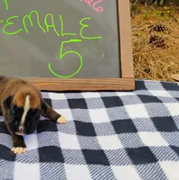6/21 f5, a female Boxer for sale in Sorrento, FL – 4 of 6
