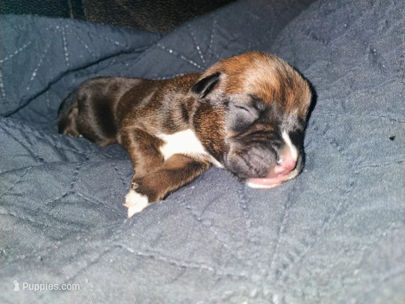 Red fawn male – Boxer puppy for sale in Sorrento, FL