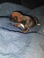 Red fawn male, a male Boxer for sale in Sorrento, FL – 4 of 5