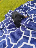 6/21 f3, a male Boxer for sale in Sorrento, FL – 8 of 8