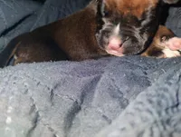 Red fawn male, a male Boxer for sale in Sorrento, FL – 2 of 5