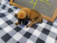 6/21 f4, a female Boxer for sale in Sorrento, FL – 6 of 6