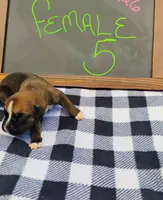 6/21 f5, a female Boxer for sale in Sorrento, FL – 3 of 6