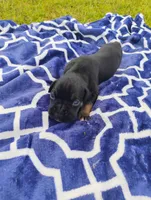 6/21 f3, a male Boxer for sale in Sorrento, FL – 6 of 8