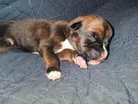 Red fawn male, a male Boxer for sale in Sorrento, FL – 3 of 5