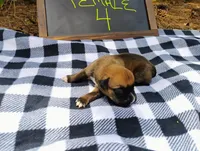 6/21 f4, a female Boxer for sale in Sorrento, FL – 5 of 6