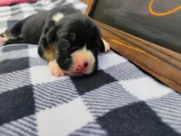 6/21 f2, a female Boxer for sale in Sorrento, FL – 3 of 6