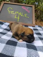 6/21 f4, a female Boxer for sale in Sorrento, FL – 2 of 6