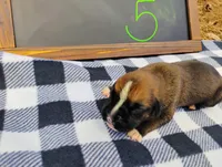 6/21 f5, a female Boxer for sale in Sorrento, FL – 5 of 6
