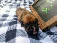 6/21 m2, a male Boxer for sale in Sorrento, FL – 7 of 7