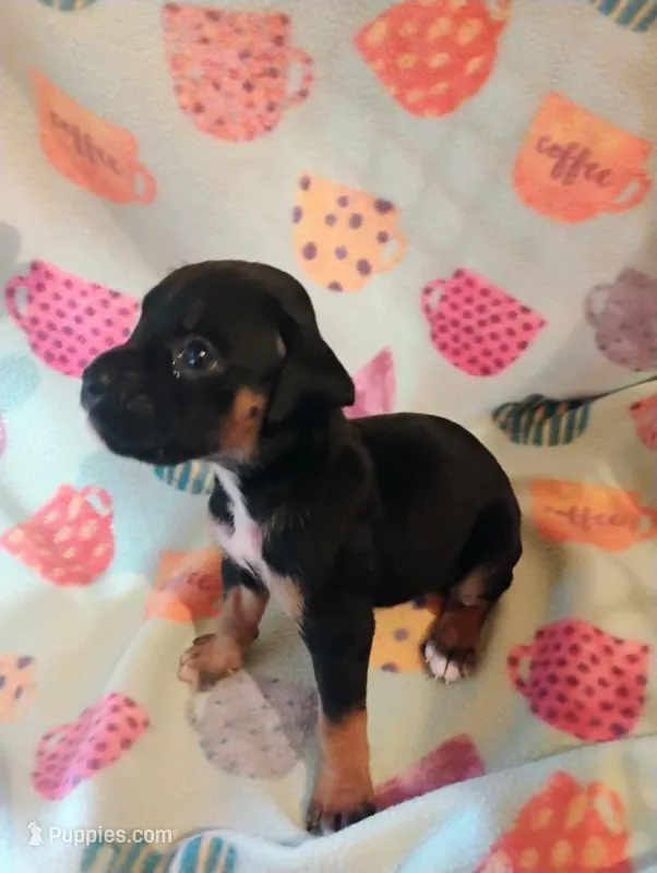 6/21 f3 – Boxer puppy for sale in Sorrento, FL