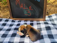 6/21 m3, a male Boxer for sale in Sorrento, FL – 6 of 6