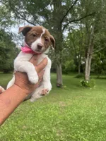 Rosie, a female Rat Terrier and Pomeranian for sale in Horicon, WI – 4 of 4