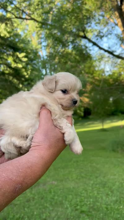 Snow, a female Pomapoo for sale in Horicon, WI – 6 of 6