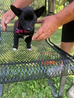 Lexie, a female Rat Terrier for sale in Horicon, WI – 4 of 4