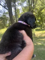 Eevie, a female Dachshund and Pomeranian for sale in Horicon, WI – 3 of 3