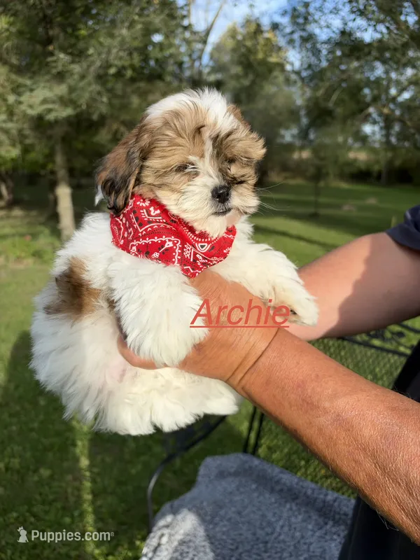 Archie – Shih Tzu, Poodle - Toy  puppy for sale in Horicon, WI