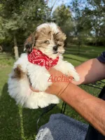 Archie, a male Shih Tzu and Poodle - Toy  for sale in Horicon, WI – 1 of 3