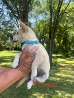 Lucas , a male Rat Terrier for sale in Horicon, WI – 2 of 4