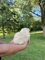 Snow, a female Pomapoo for sale in Horicon, WI – 3 of 6