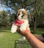 Archie, a male Shih Tzu and Poodle - Toy  for sale in Horicon, WI – 2 of 3