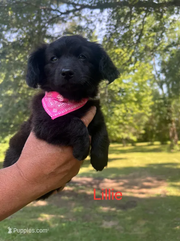 Lillie – Dachshund, Pomeranian puppy for sale in Horicon, WI