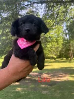 Lillie, a female Dachshund and Pomeranian for sale in Horicon, WI – 1 of 2
