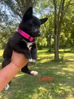 Lexie, a female Rat Terrier for sale in Horicon, WI – 2 of 4