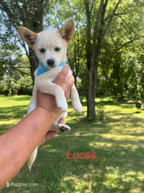 Lucas  – Rat Terrier puppy for sale in Horicon, WI