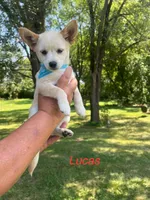 Lucas , a male Rat Terrier for sale in Horicon, WI – 1 of 4