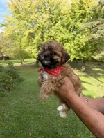 Coco, a male Shih Tzu and Poodle - Toy  for sale in Horicon, WI – 4 of 5